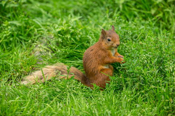 Juvenile Red Squirrel